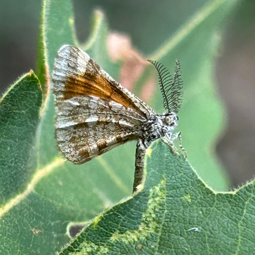 Narraga stalachtaria