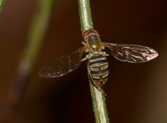 Toxomerus politus