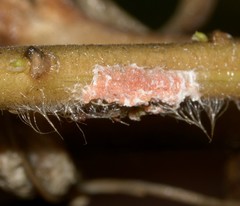 Insecta