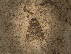 Scaphidriotis xylogramma