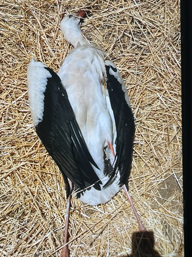 White Stork