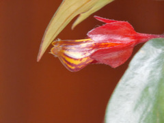 Nematanthus