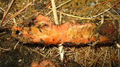Daucus carota sativus