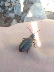 Arima marginata