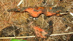 Daucus carota sativus