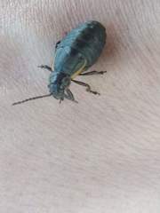 Arima marginata