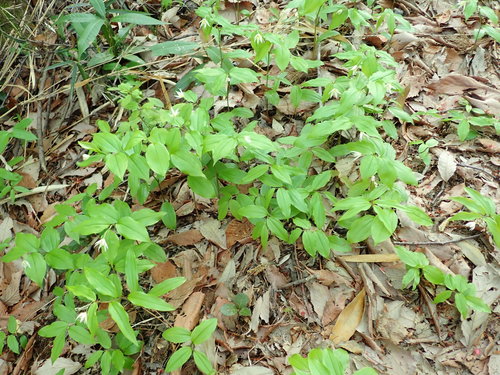 Image of Disporum smilacinum by (c) Yoshihiro Tokue, some rights reserved (CC BY)