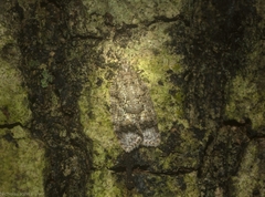 Polylopha epidesma