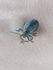 Arima marginata