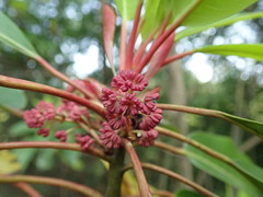 Daphniphyllum macropodum