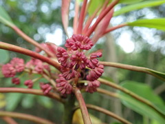 Daphniphyllum macropodum
