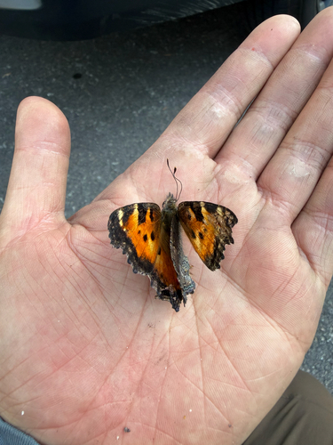 iNaturalist observation photo of California Tortoiseshell