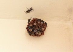 Mischocyttarus cassununga