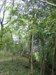 Daphniphyllum macropodum