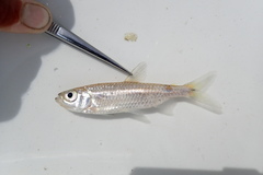 Brycinus lateralis
