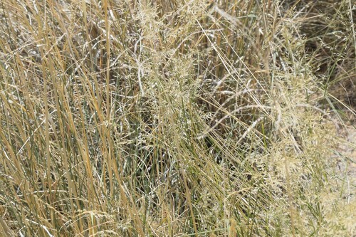 Eragrostis lehmanniana, photograph 3