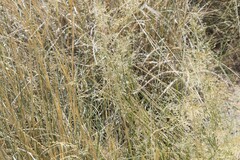 (c) William Harmon, some rights reserved (CC BY) Eragrostis lehmanniana, photograph (c) William Harmon, some rights reserved (CC BY)