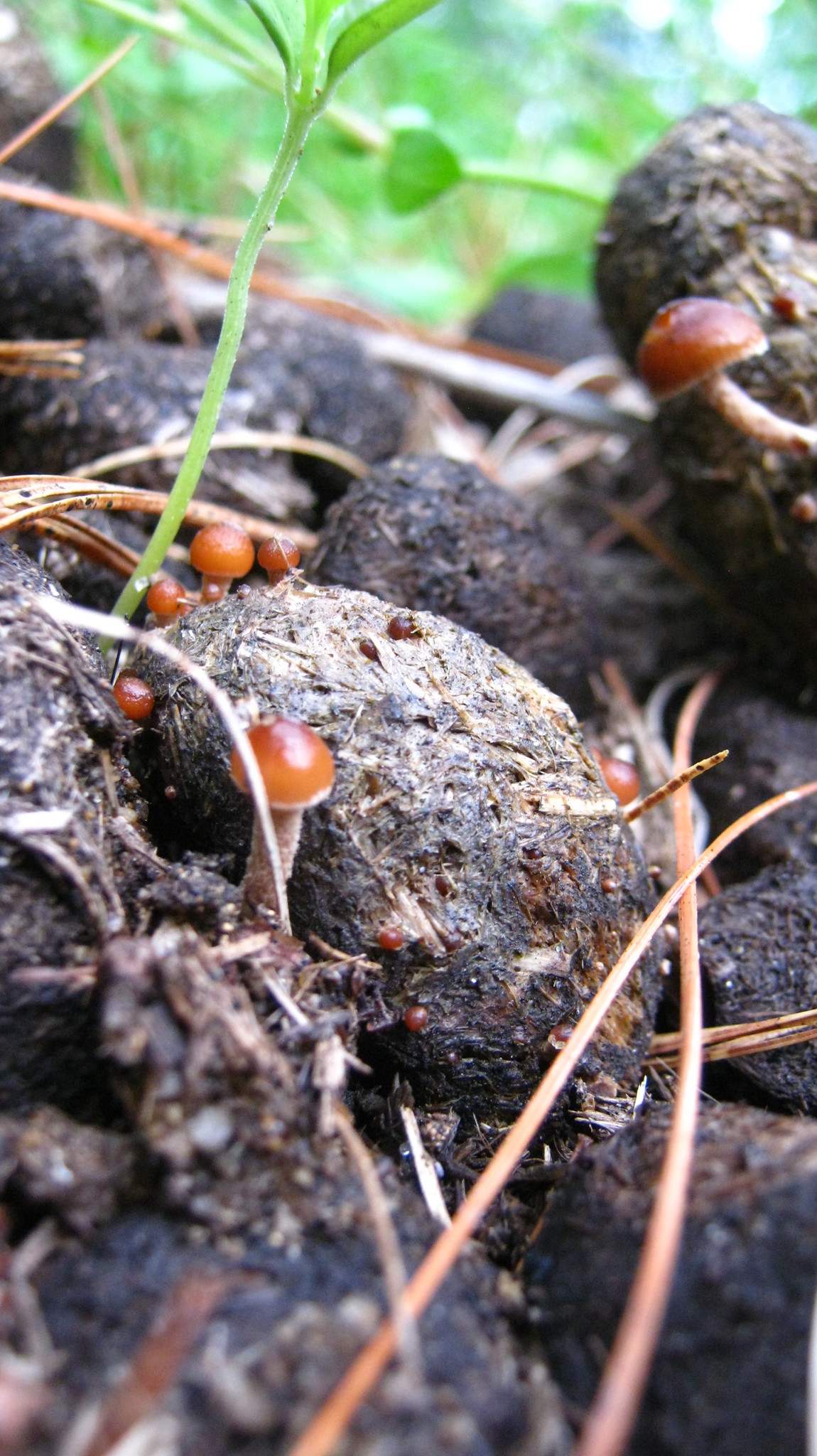 Psilocybe coprophila image