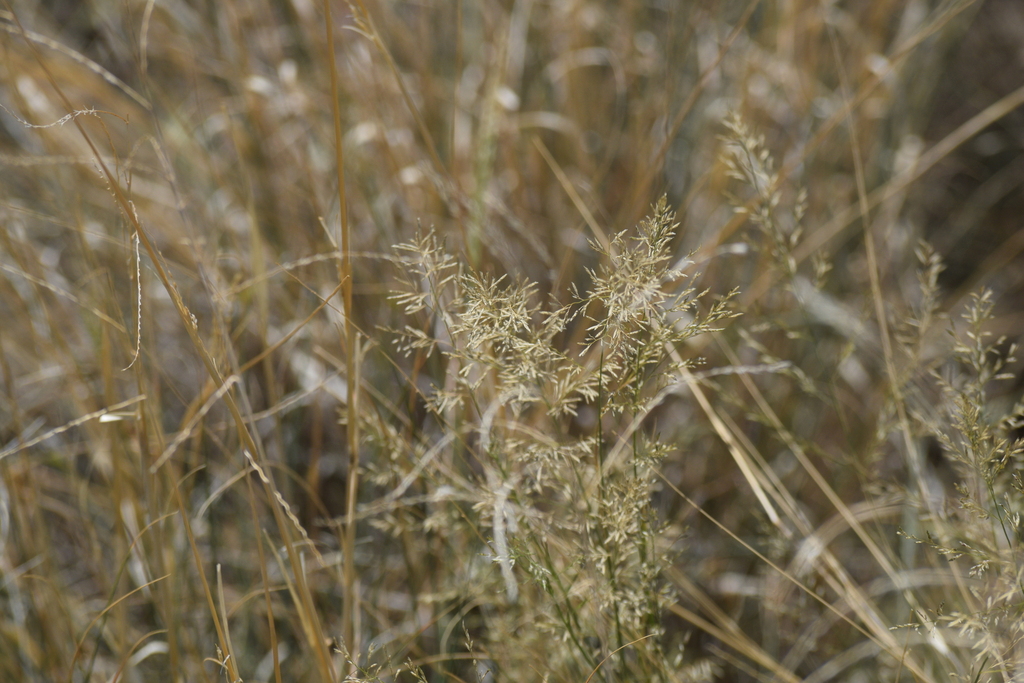 Eragrostis lehmanniana; photograph (c) William Harmon, some rights reserved (CC BY)