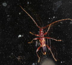 Coptocercus aberrans