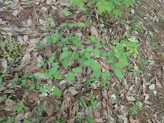 Viburnum phlebotrichum