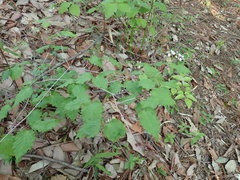 Viburnum phlebotrichum