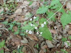 Viburnum phlebotrichum