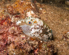 Canthigaster amboinensis
