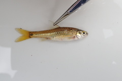 Enteromius annectens