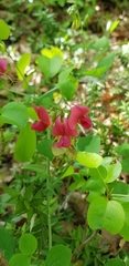 Lathyrus rotundifolius