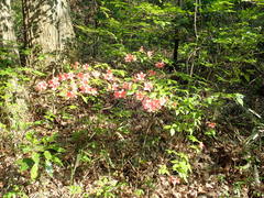 Rhododendron