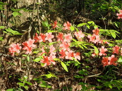Rhododendron