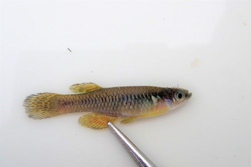 Natal lampeye (Lacustricola myaposae) — Poeciliidae
