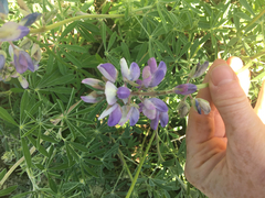 Lupinus arboreus eximius
