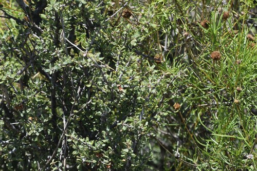 Ceanothus pauciflorus, photograph 3