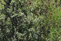 (c) William Harmon, some rights reserved (CC BY) Ceanothus pauciflorus, photograph (c) William Harmon, some rights reserved (CC BY)