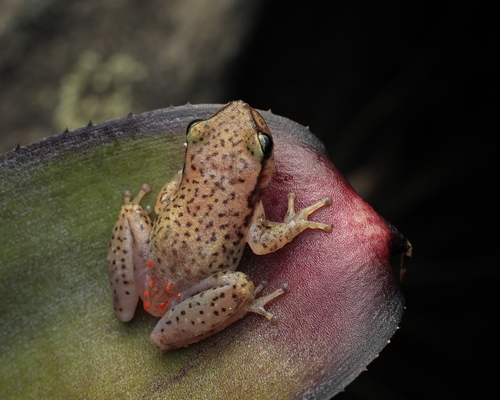 Alagoas Heart-tongued Frog, Phyllodytes acuminatus