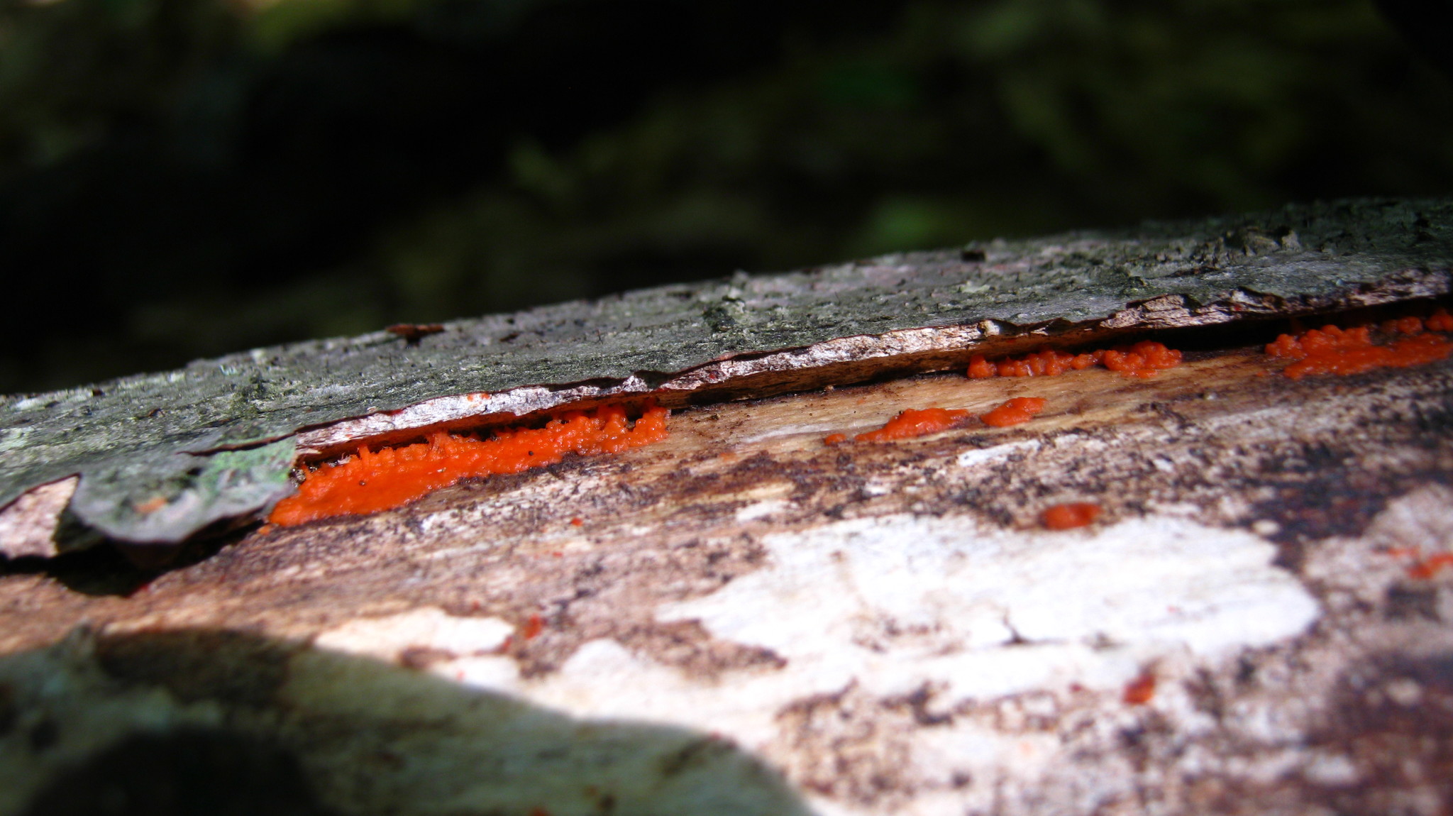 Hormomyces aurantiacus image