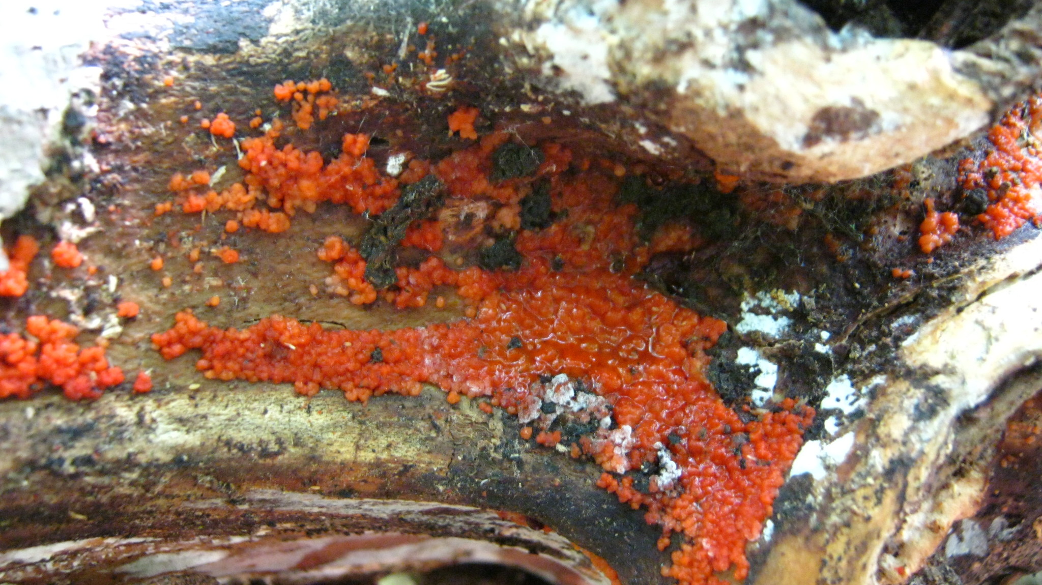 Hormomyces aurantiacus image