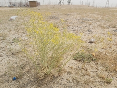 Haplophyllum tuberculatum