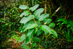 Actinidia rufa