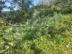 Lupinus arboreus eximius