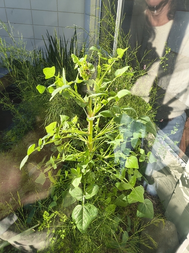 Common Sow-thistle
