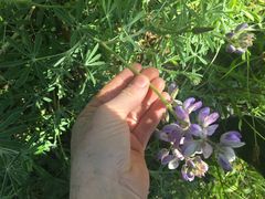 Lupinus arboreus eximius