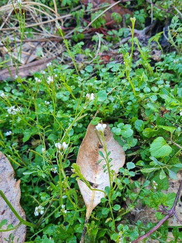 hairy bittercress