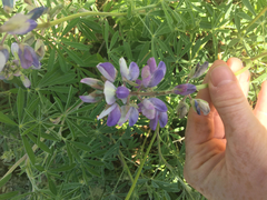 Lupinus arboreus eximius