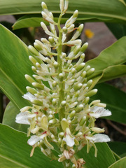 Alpinia galanga