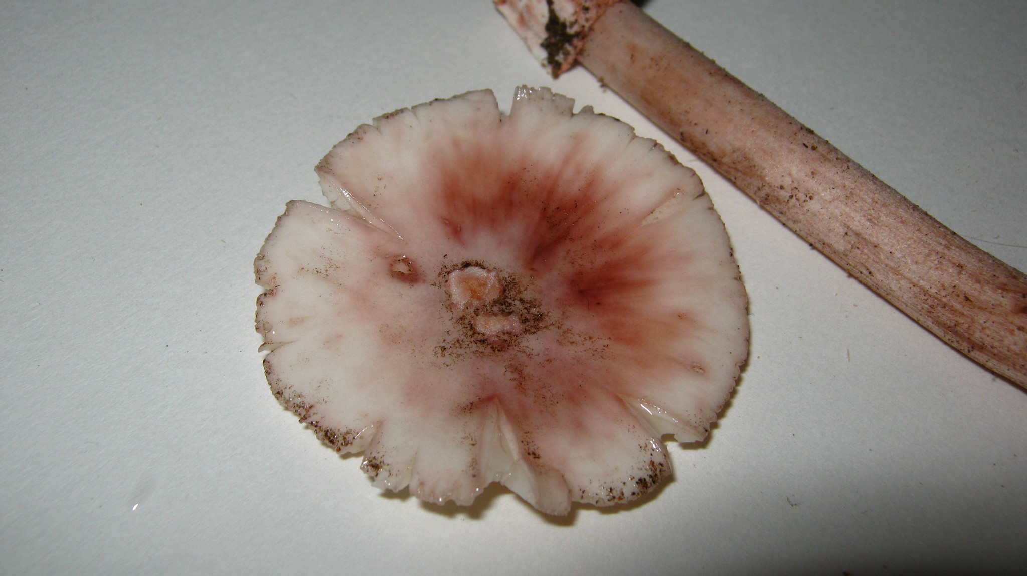 Amanita rubescens var. rubescens image