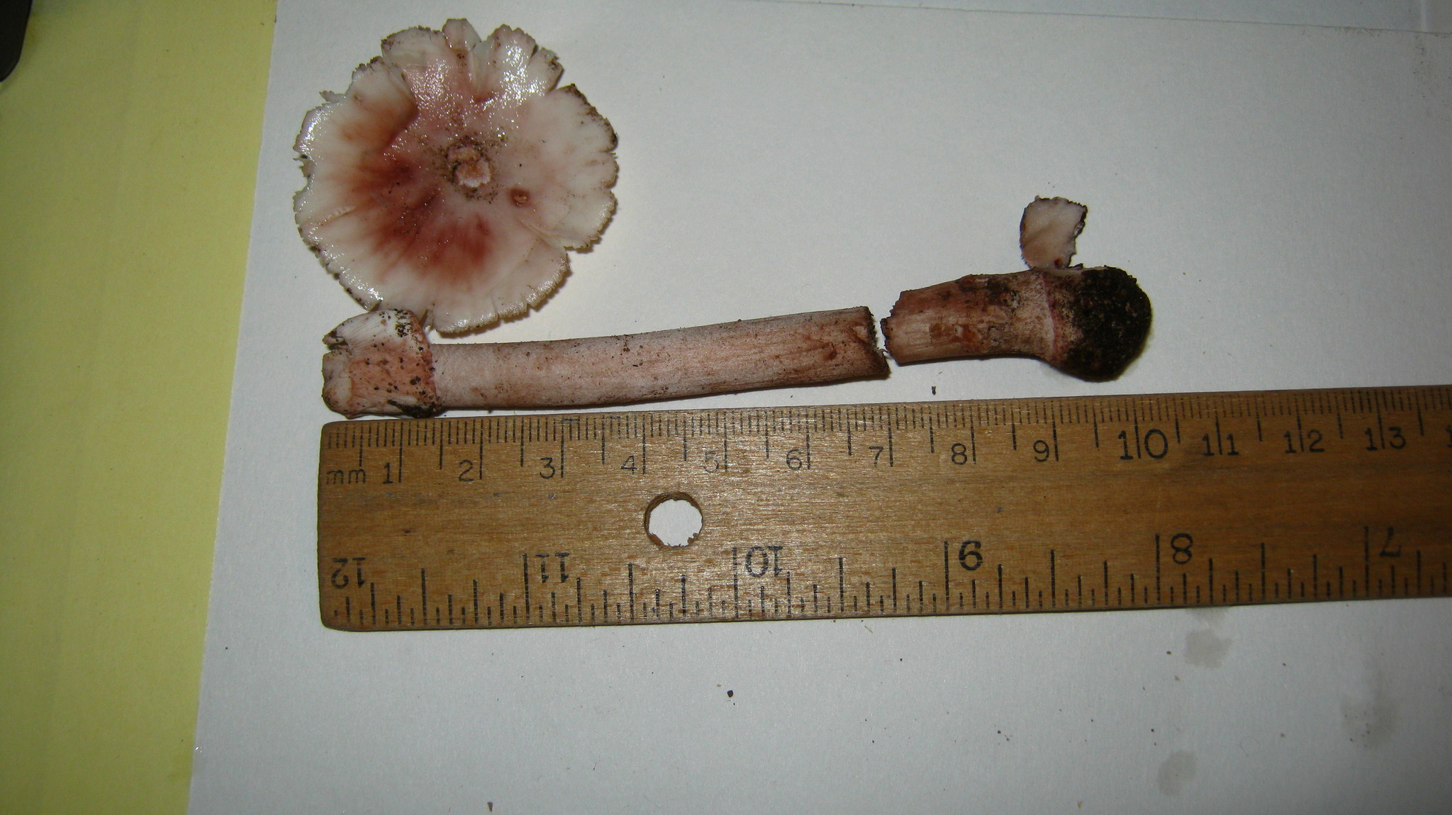 Amanita rubescens var. rubescens image