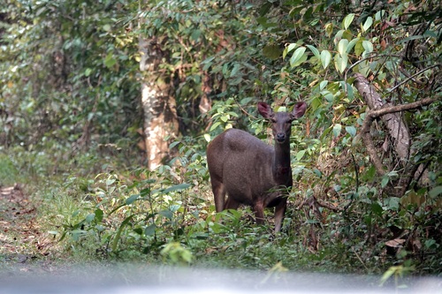 Rusa unicolor